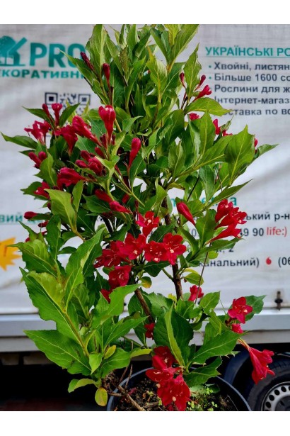 Вейгела гібридна Ред Принц - 3л/вис.40-60см/Ø15-25см